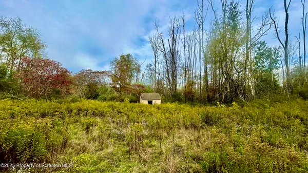 a view of a bunch of trees and bushes