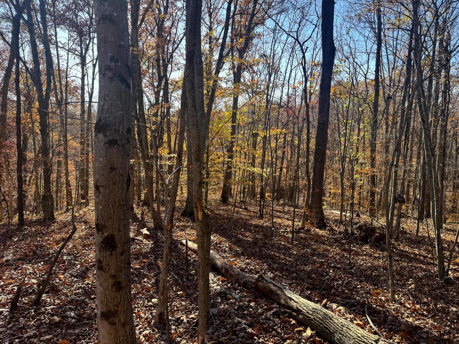 680 Nibert Road, Unit PONDS POPLAR RIDGE TRACT 10) Gallipolis, OH 45631 - Photo 17 of 46 CT-17