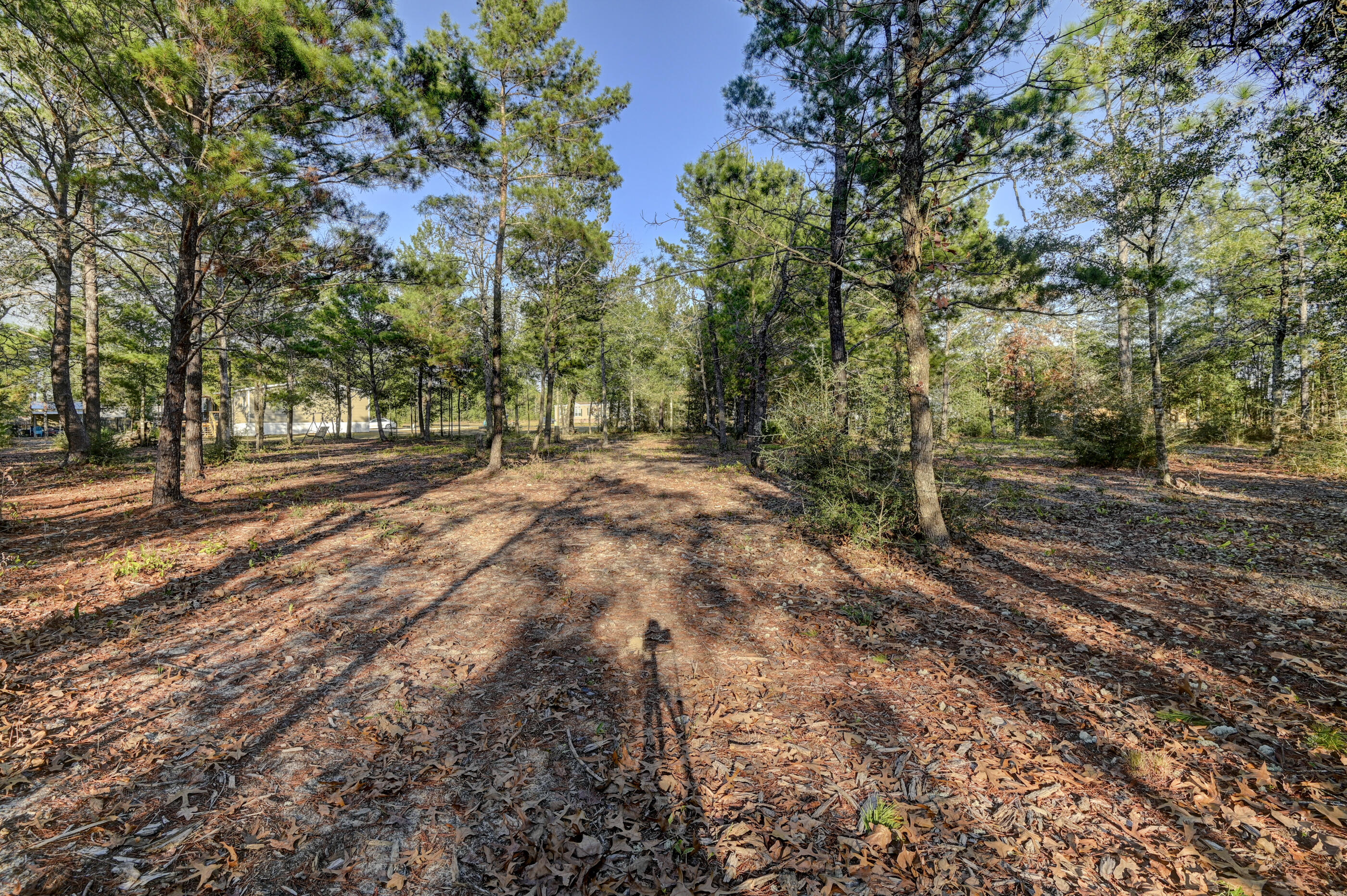 5256 Mt Olive Road Crestview, FL 32539 - Photo 58 of 68 a view of a yard with plants and trees
