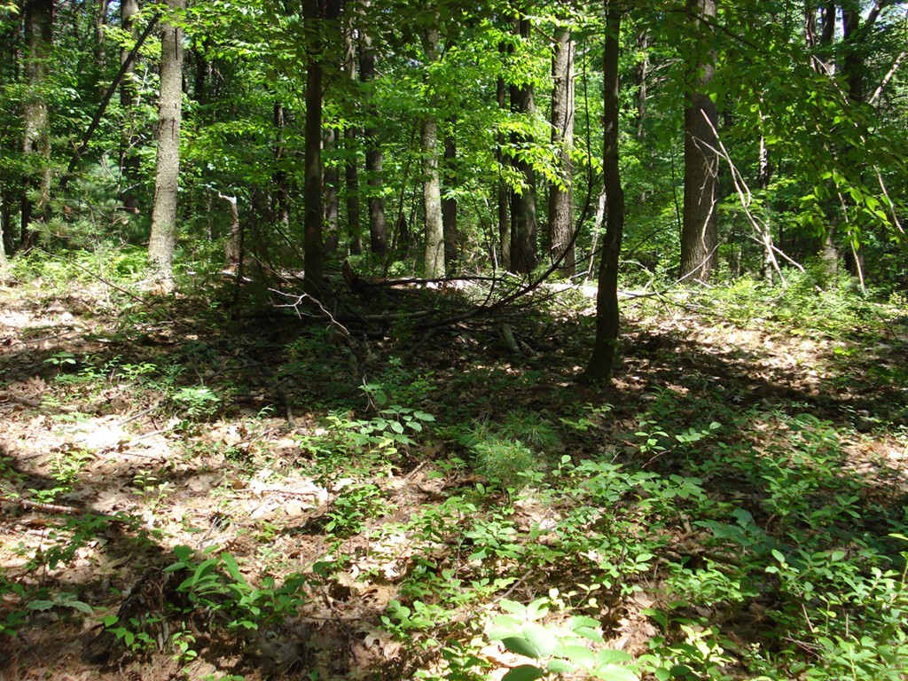 Lot 1 Nourse Road Bolton, MA 01740 - Photo 1 of 3