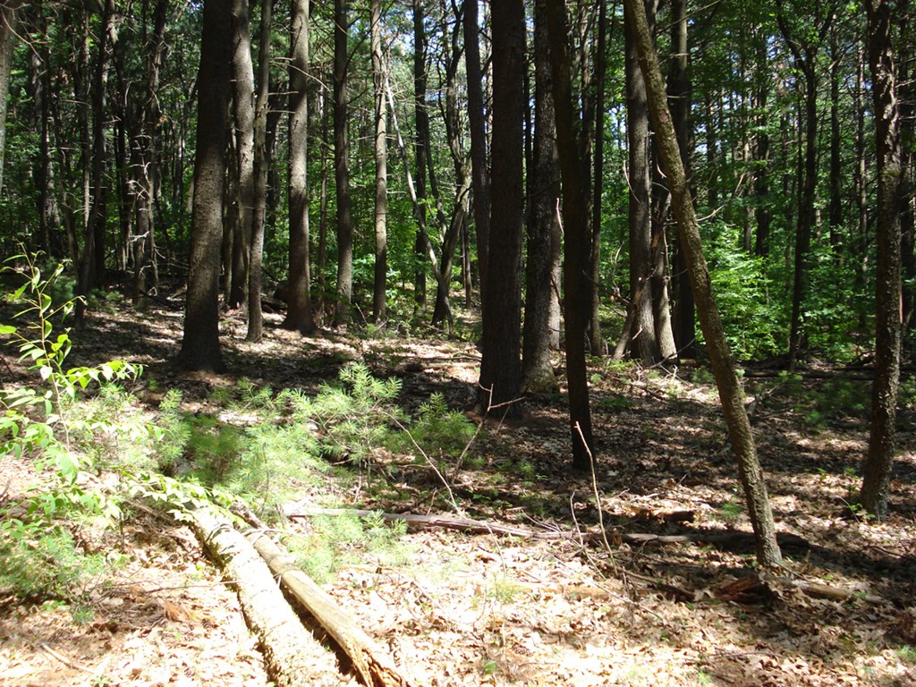 Lot 1 Nourse Road Bolton, MA 01740 - Photo 3 of 3