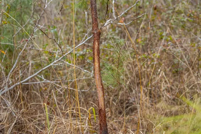 a view of backyard with tree