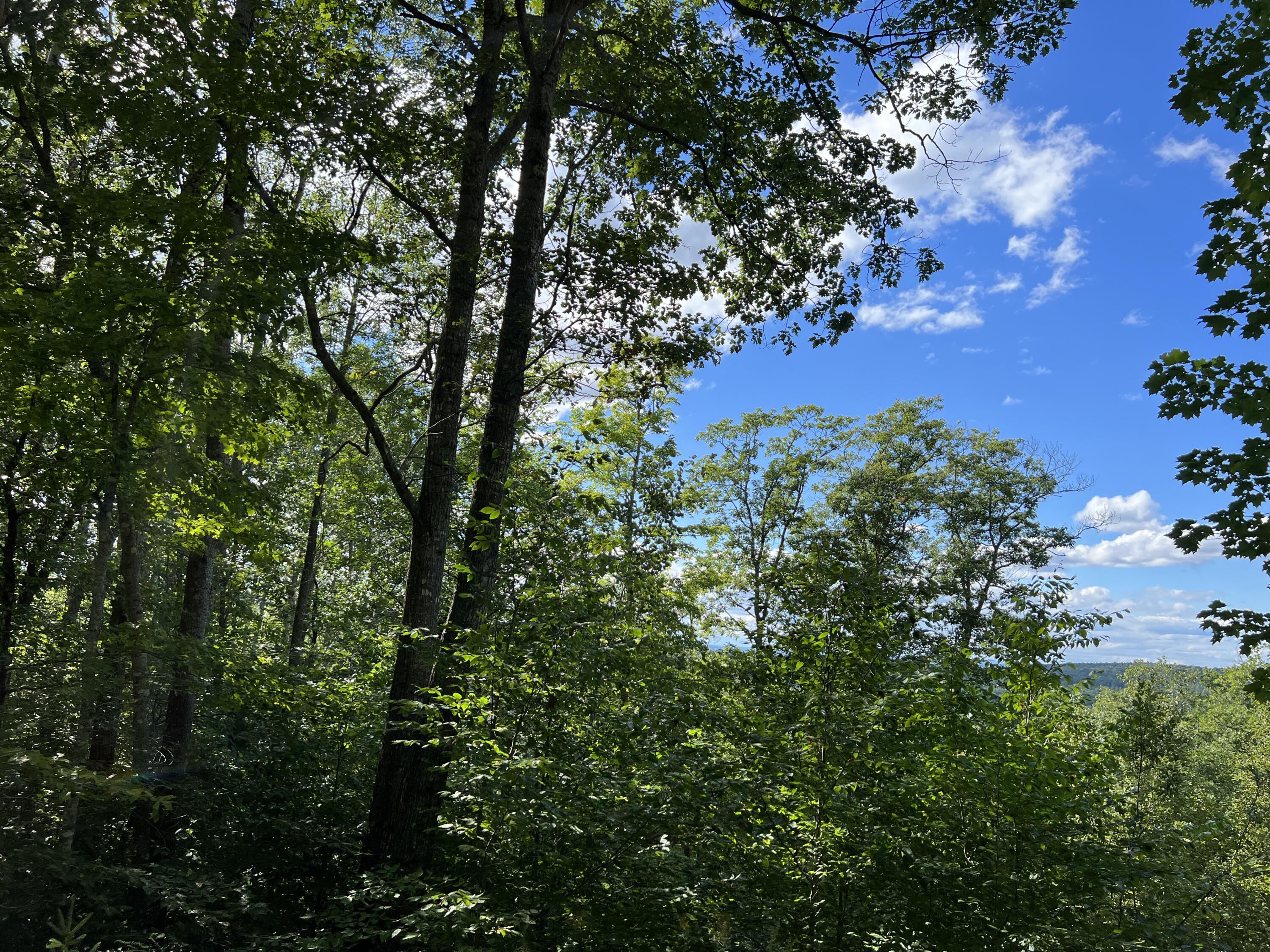 Tbd Mountainy Pond Road Dedham, ME 04429 - Photo 2 of 10 4DA894D6-9F65-4218-9AE7-83AA7AC547D9