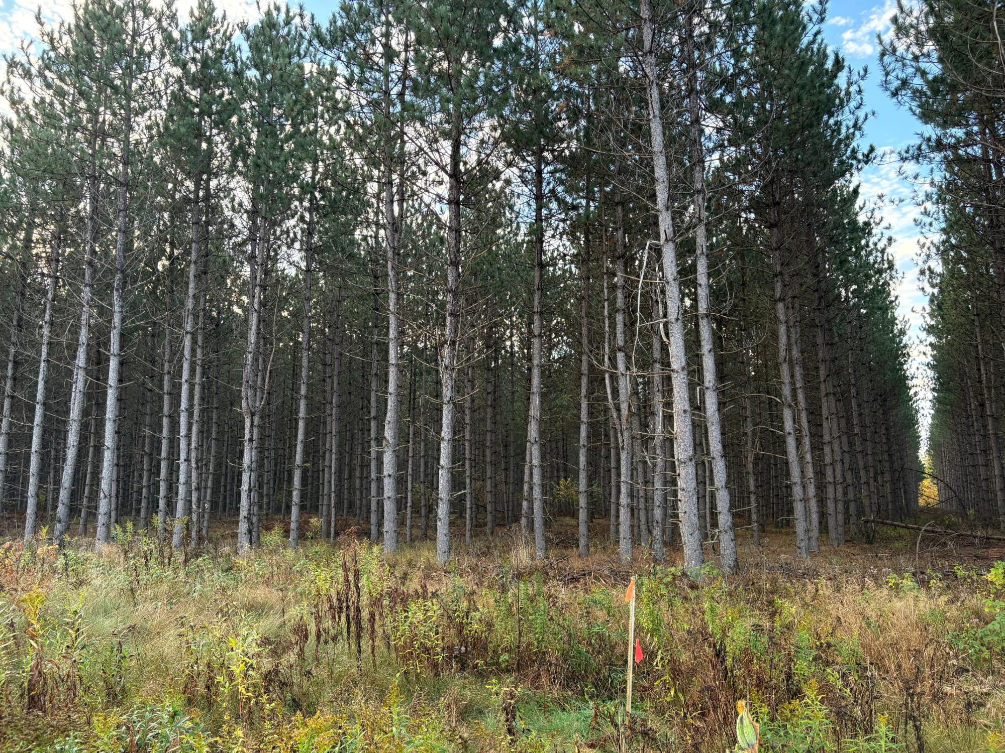 Lot 2 Plantation Road Pelican Lake, WI 54463 - Photo 2 of 7 Gallery Image 2