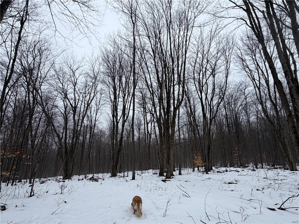 2680 Apple Tree Road Clarksville, NY 14715 - Photo 20 of 32