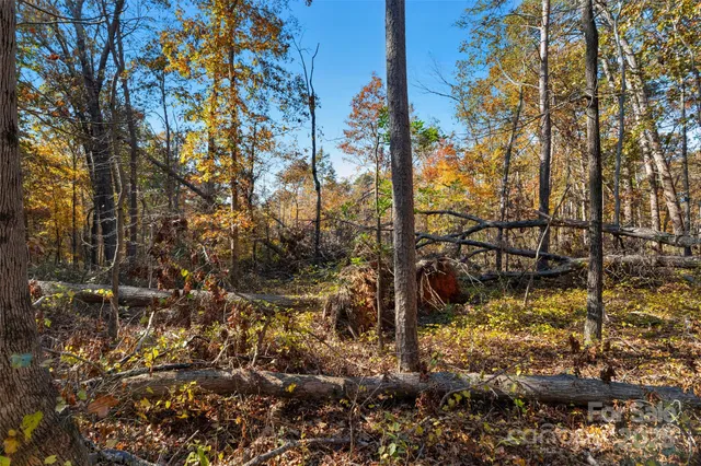 a view of a yard with large trees