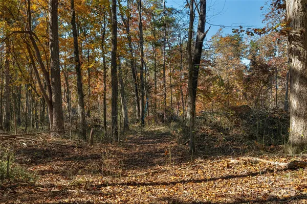 a view of a yard with large trees