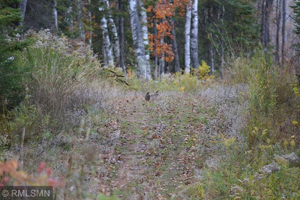 Xx Harlis Road Holyoke, MN 55749 - Photo 3 of 26 Gallery Image 3