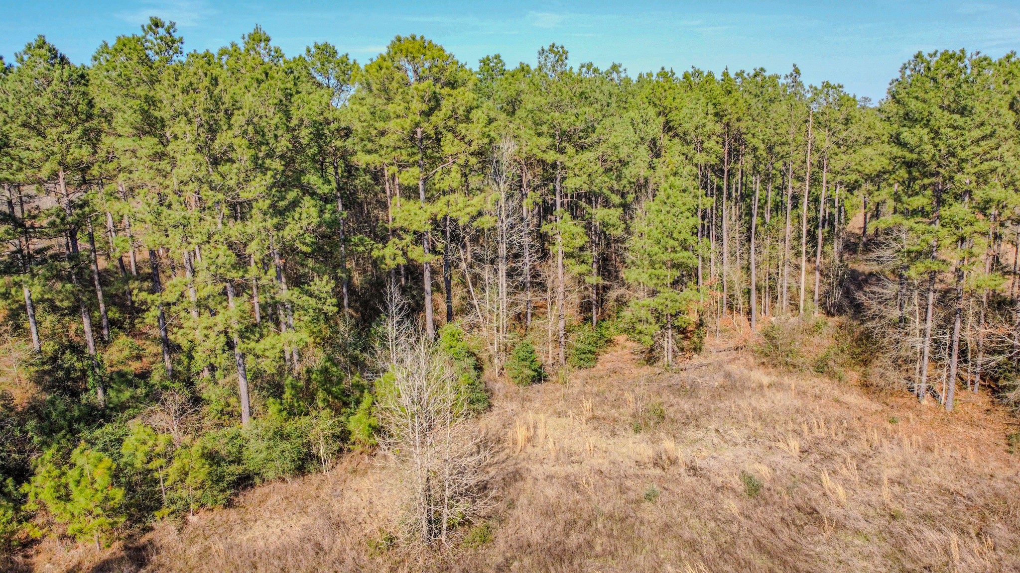 477 County Line Road Shepherd, TX 77371 - Photo 8 of 14