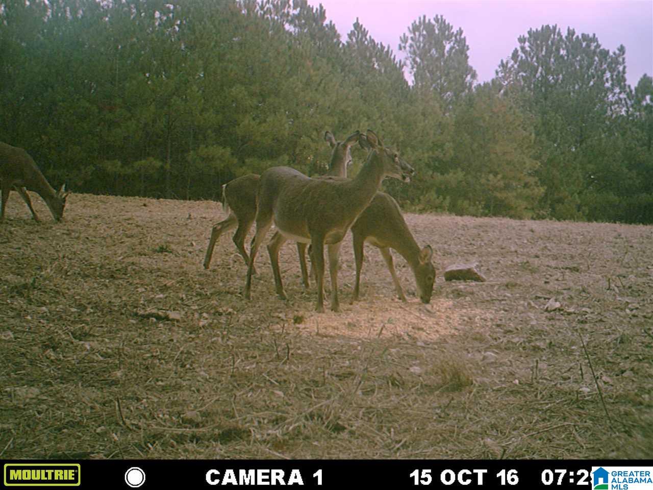 0 Carnes Chapel Road, Unit 113 Gallant, AL 35972 - Photo 11 of 32