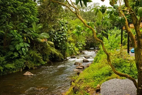 a view of a tree with a yard