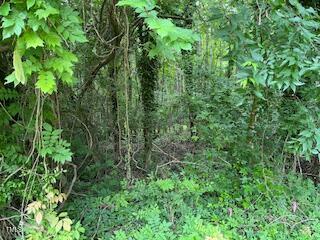 0 Frank Bullock Road Manson, NC 27553 - Photo 2 of 5 a view of a lush green forest with lots of trees