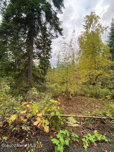 11 East 12 Rd Street St. Maries, ID 83861 - Photo 7 of 7 IMG_7559