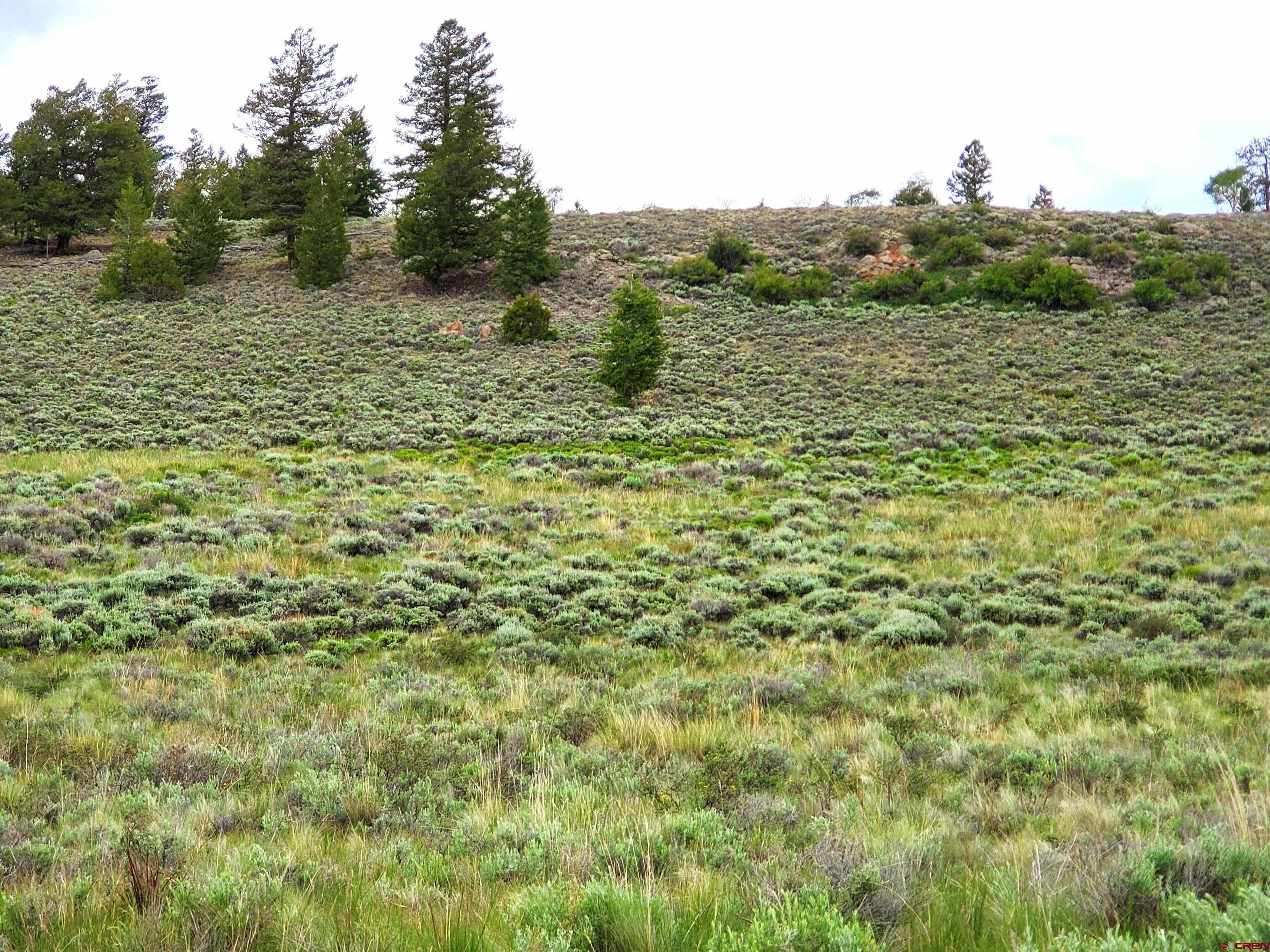 273 Schofield Trail Powderhorn, CO 81243 - Photo 1 of 5 a view of a field with trees