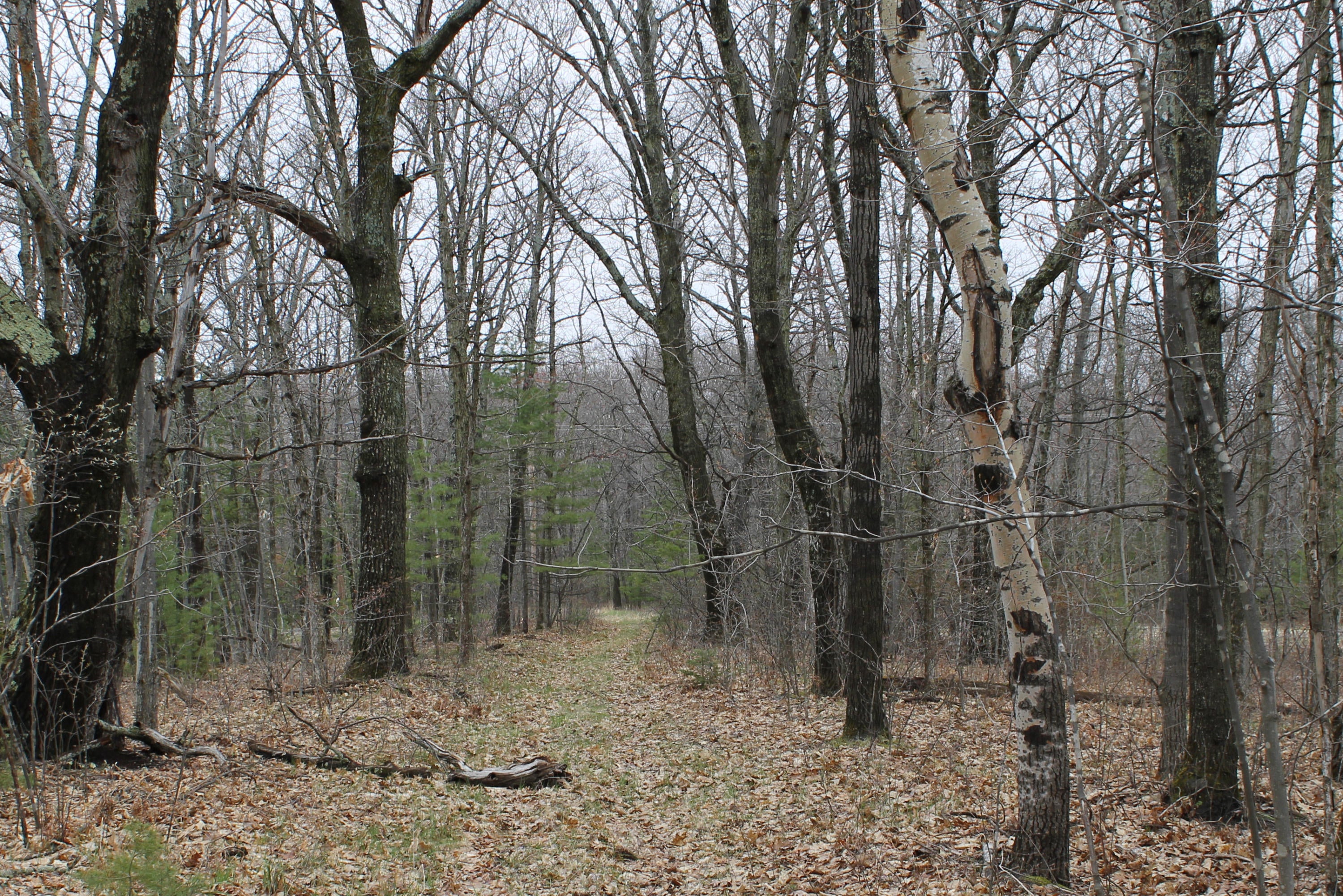South Extension Road Indian River, MI 49749 - Photo 12 of 19 Gallery Image 12
