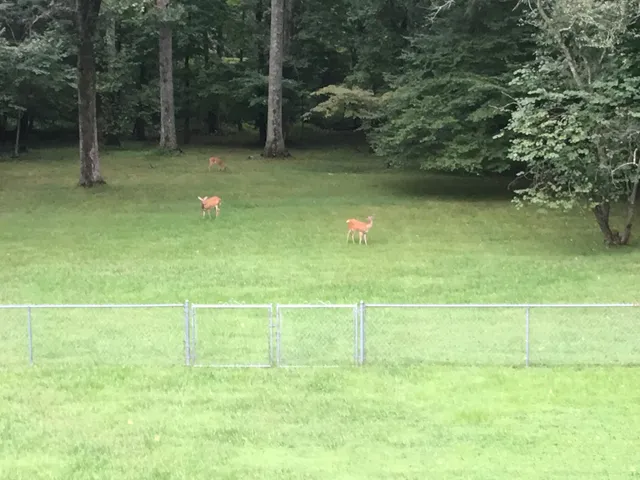 $425,000 | 1007 Sycamore Drive, Manchester, TN 37355