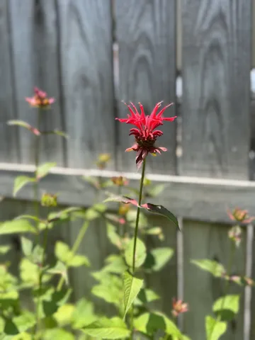 $425,000 | 1007 Sycamore Drive, Manchester, TN 37355