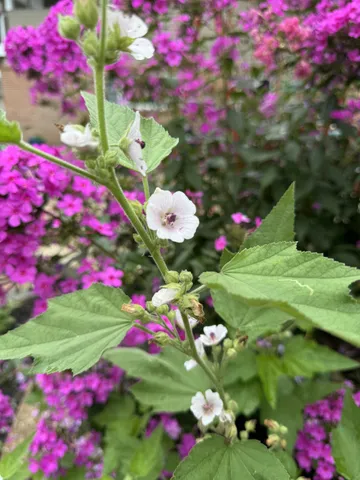 $425,000 | 1007 Sycamore Drive, Manchester, TN 37355