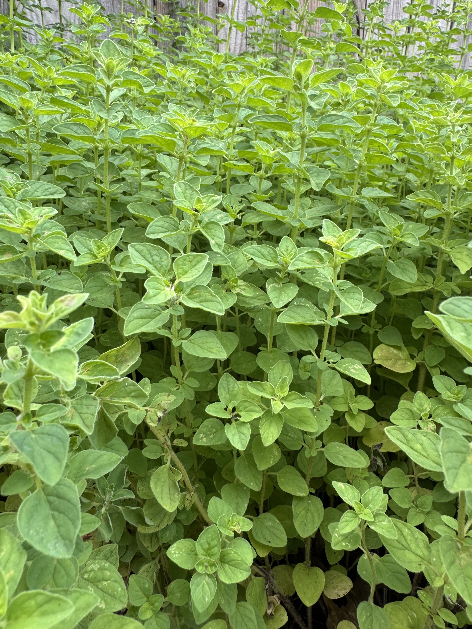 1007 Sycamore Drive Manchester, TN 37355 - Photo 96 of 100