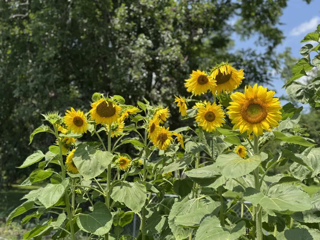 $425,000 | 1007 Sycamore Drive, Manchester, TN 37355