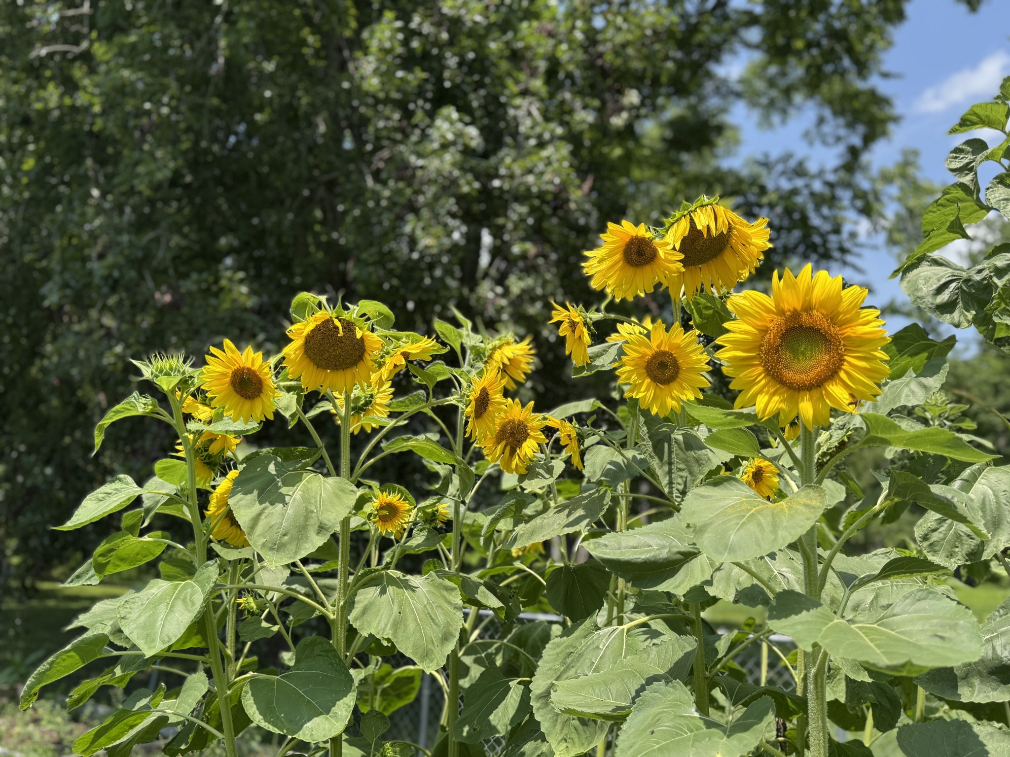 1007 Sycamore Drive Manchester, TN 37355 - Photo 97 of 100