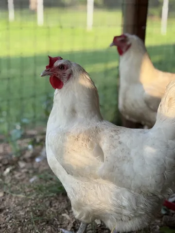 $425,000 | 1007 Sycamore Drive, Manchester, TN 37355