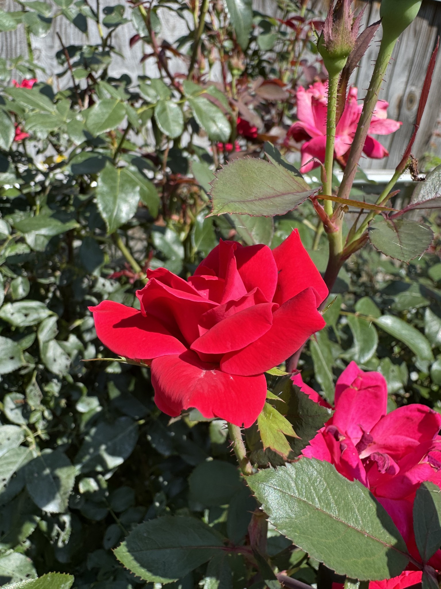 1007 Sycamore Drive Manchester, TN 37355 - Photo 100 of 100