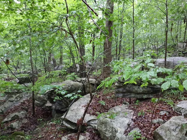 a garden with lots of trees