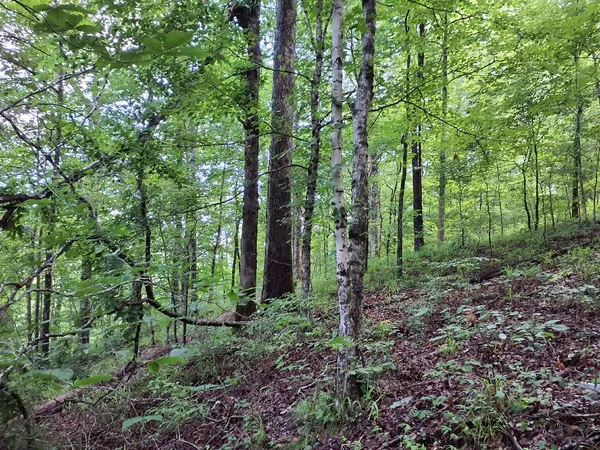 a view of outdoor space and green space