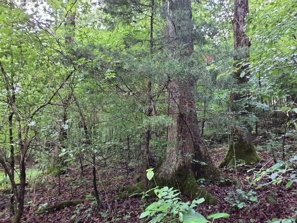 a backyard of a house with lots of trees