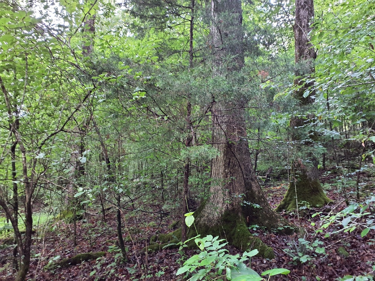 0 Sherwood Road Sewanee, TN 37375 - Photo 3 of 13 a backyard of a house with lots of trees