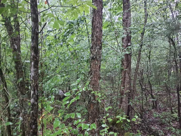 a view of a forest with trees