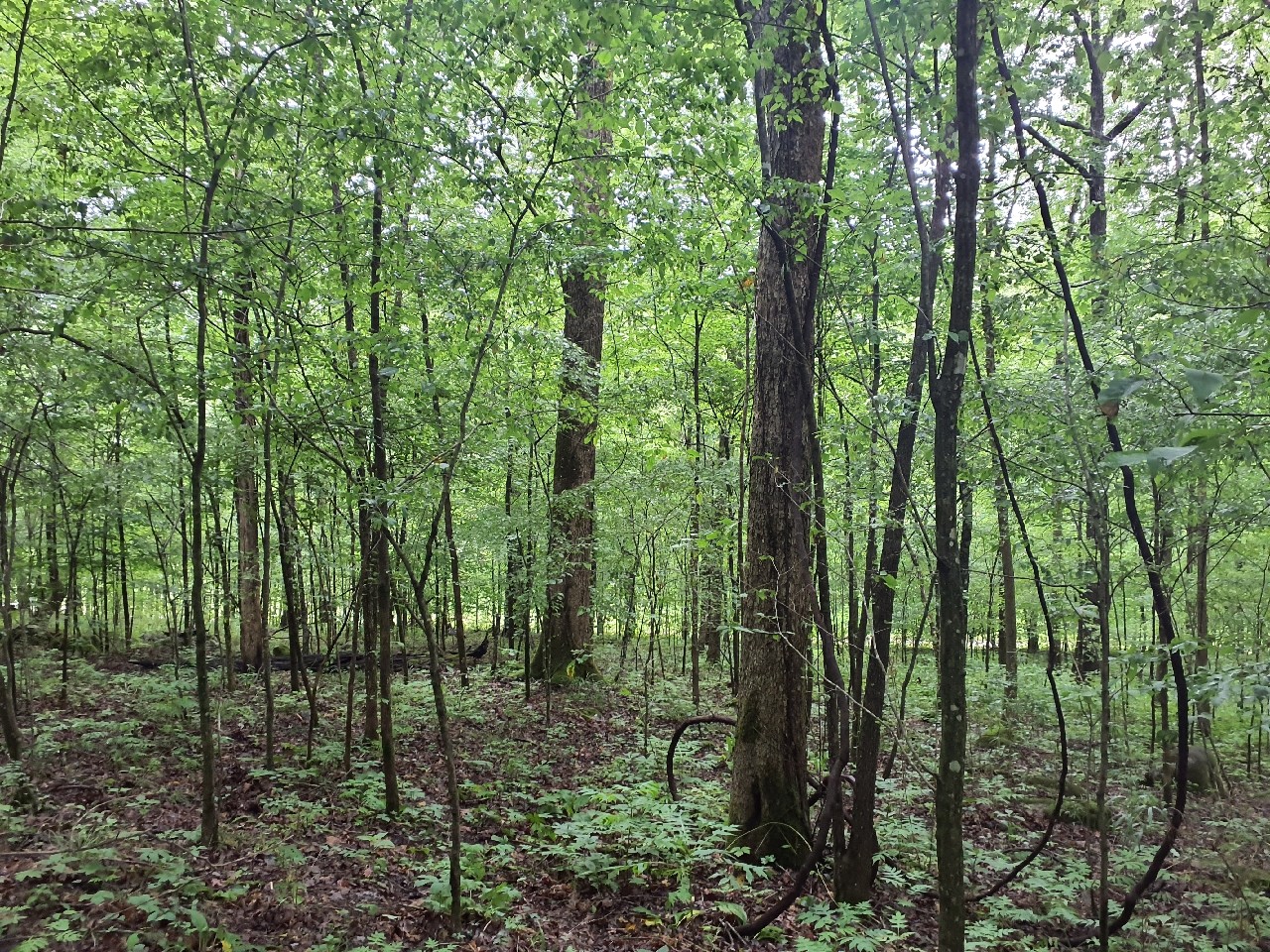 0 Sherwood Road Sewanee, TN 37375 - Photo 6 of 13 a view of forest