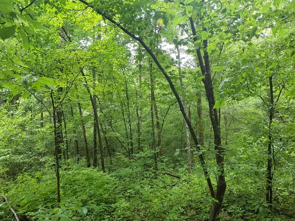 a view of a lush green forest