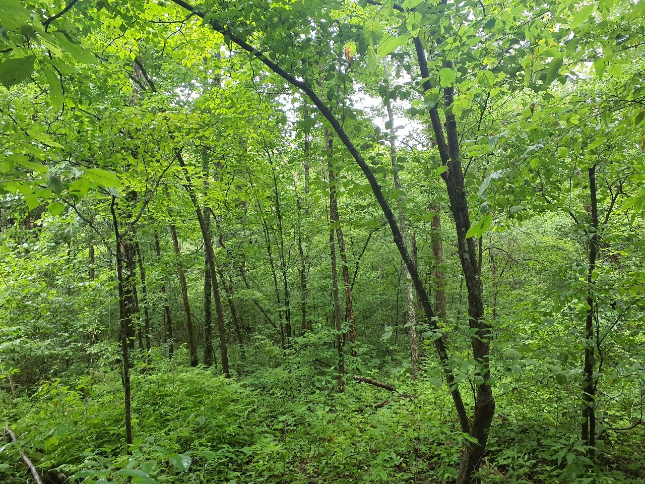 0 Sherwood Road Sewanee, TN 37375 - Photo 7 of 13 a view of a lush green forest