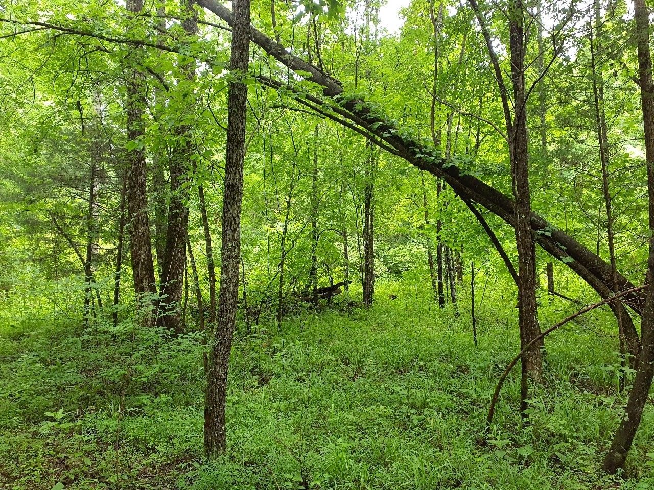 0 Sherwood Road Sewanee, TN 37375 - Photo 8 of 13 a view of lush green forest