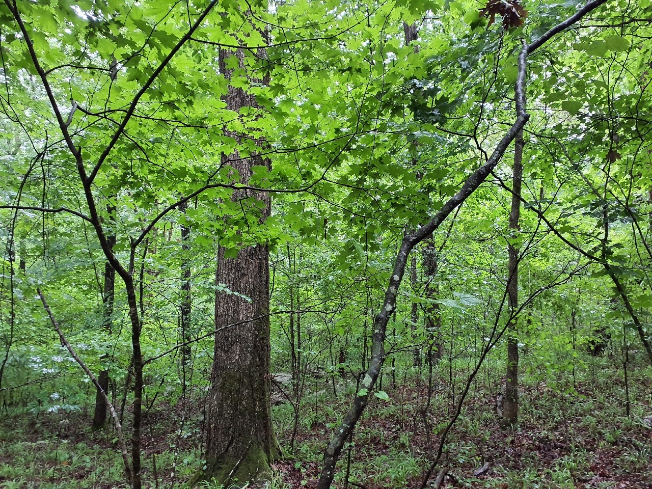 0 Sherwood Road Sewanee, TN 37375 - Photo 9 of 13 a view of a forest with trees