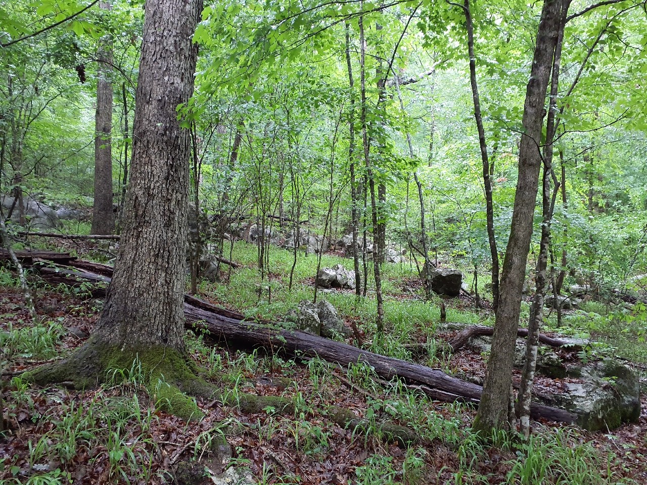 0 Sherwood Road Sewanee, TN 37375 - Photo 10 of 13 a view of a garden with a tree