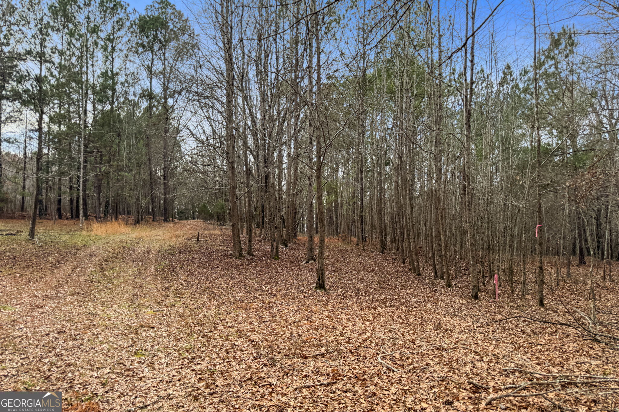 34.61-acres Walker Road Meansville, GA 30256 - Photo 17 of 19 a backyard of a house with lots of tall trees