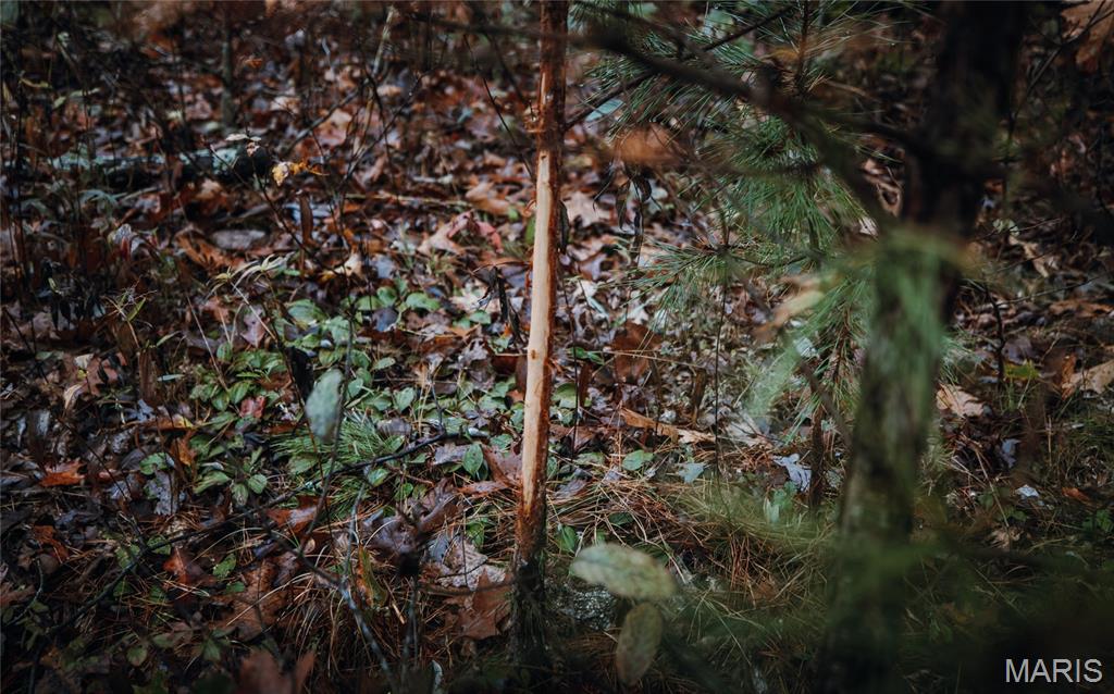 0 Lodge Road Potosi, MO 63664 - Photo 9 of 61