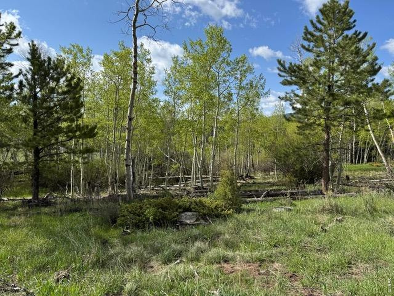 137 Cimarron Road Red Feather Lakes, CO 80545 - Photo 11 of 17 Gallery Image 11