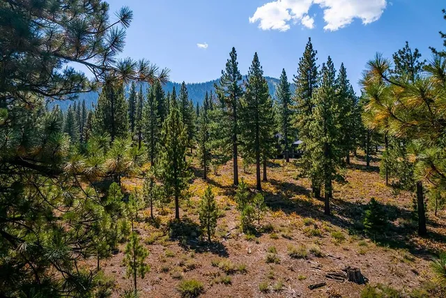a view of a covered with trees