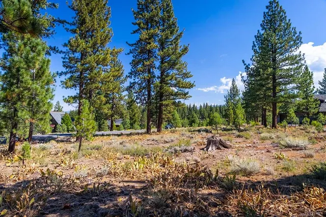 a view of dirt yard with a large tree