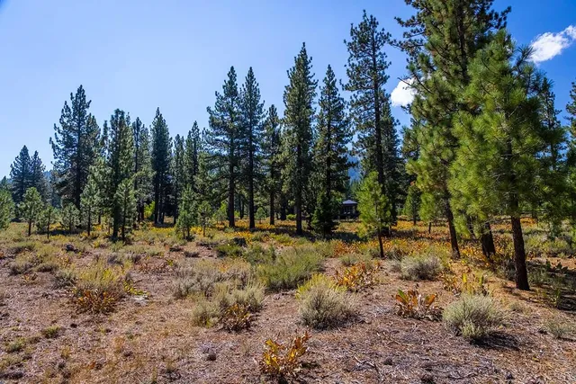 a view of a covered with trees in the background