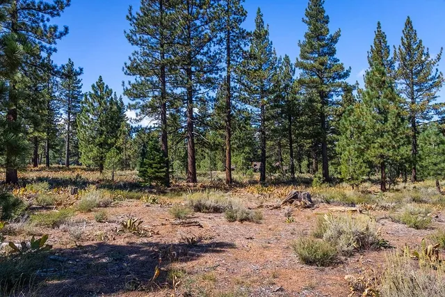 a view of a yard covered with trees