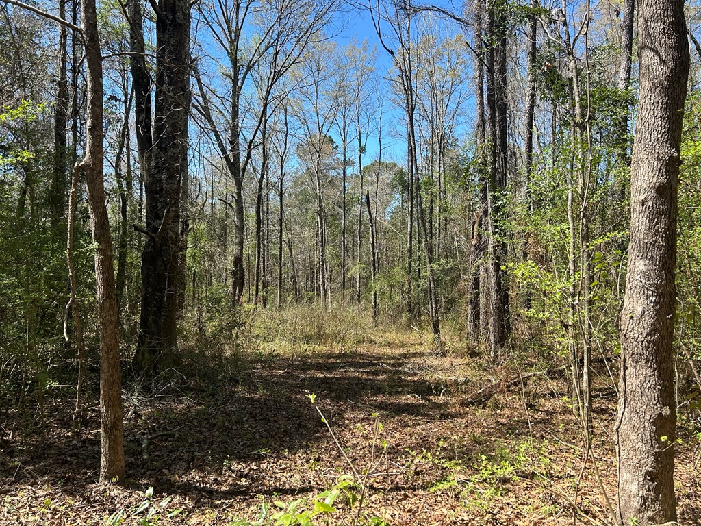 923 Lakeview Road Slocomb, AL 36375 - Photo 31 of 45