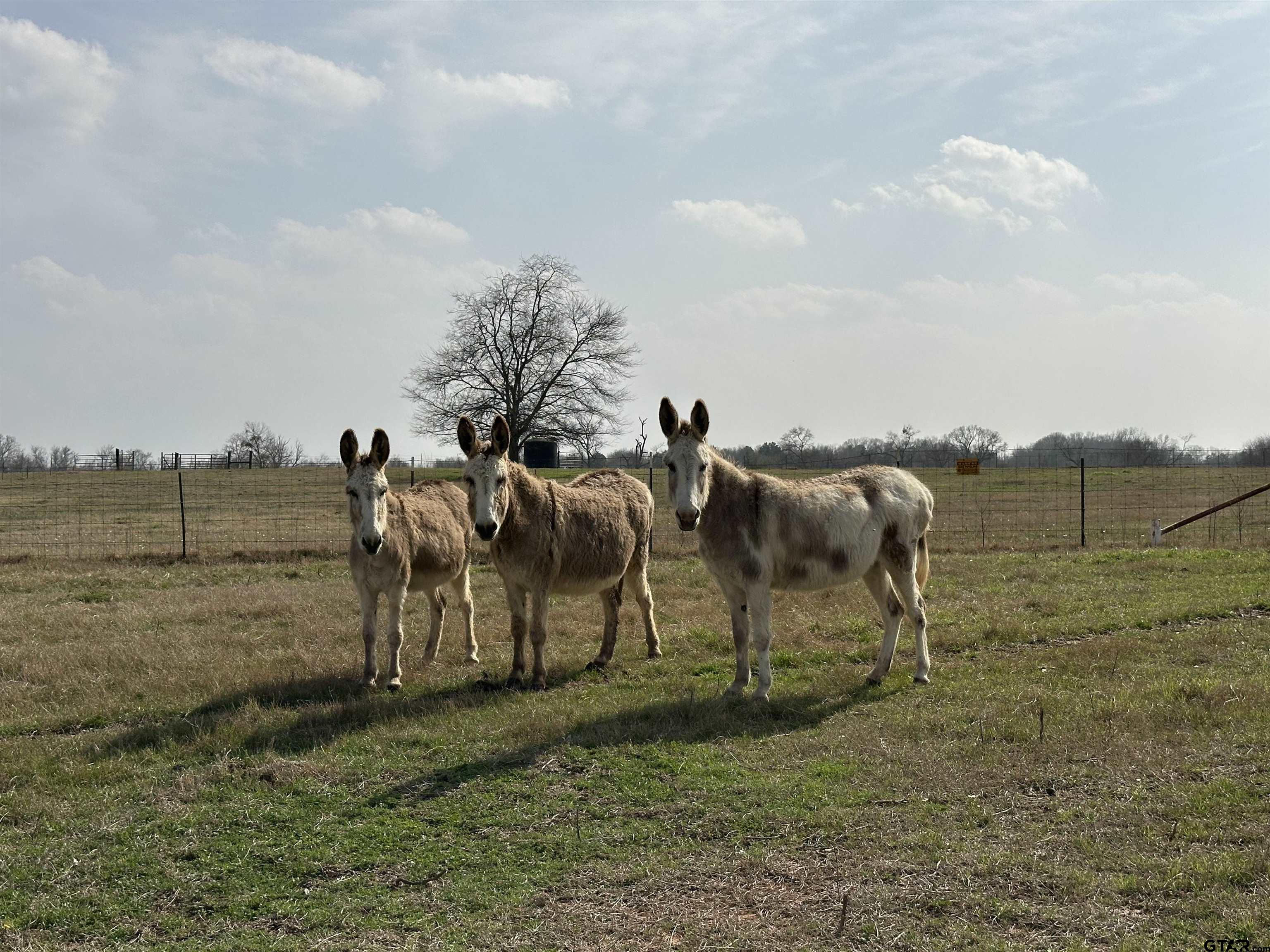 204 East St Rusk Tx 75785 Rusk, TX 75785 - Photo 7 of 20 a view of a yard