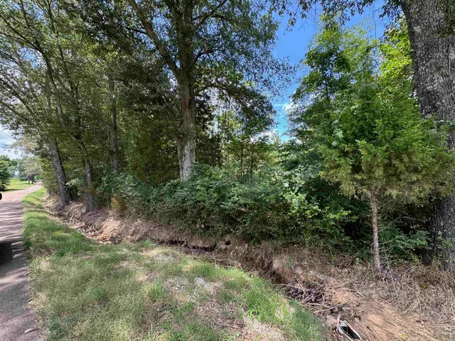 a view of a forest with lots of trees