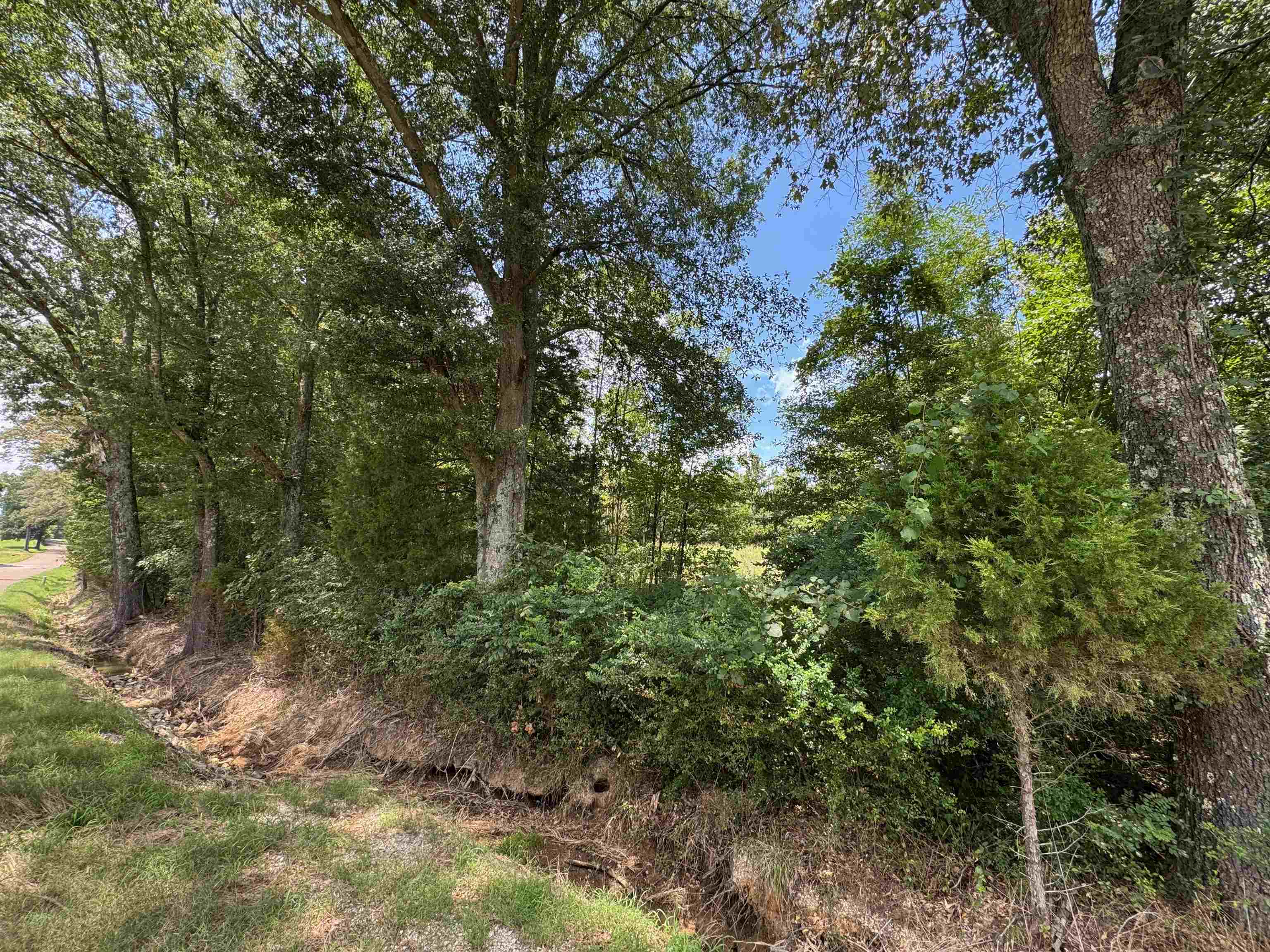 0 Center Point Drive Mason, TN 38049 - Photo 2 of 4 a view of a forest with lots of trees