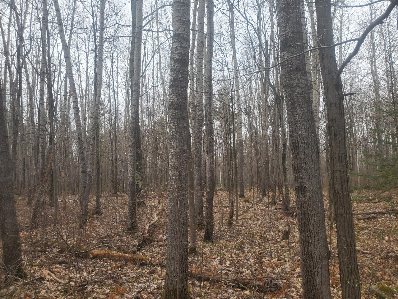 On Deer Path Lane Tomahawk, WI 54487 - Photo 8 of 13 Gallery Image 8